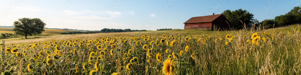 Fototapeta premium Sunflowers, Red Barn, and Field