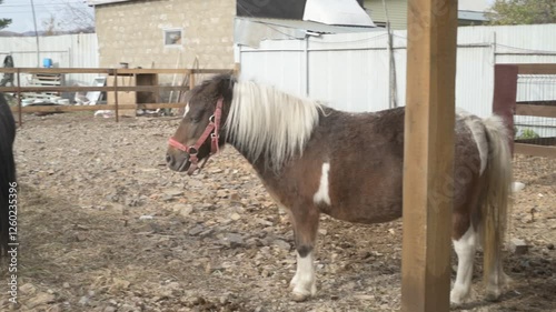 Little pony on an animal farm, horses in a stall at the zoo
