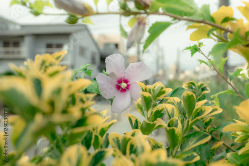 黄色の斑が入った植物に囲まれた白い花 photo