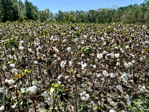 field of cotton