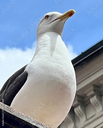 close up of a seagull