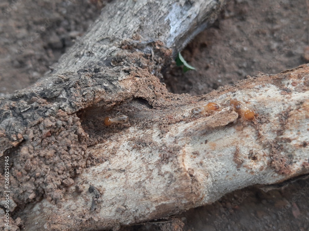 Termite emerging from a hole in a tree branch. This wood has been eaten by termites. The insect's pale body contrasts with the dark, earthy colors of the branch and soil.
