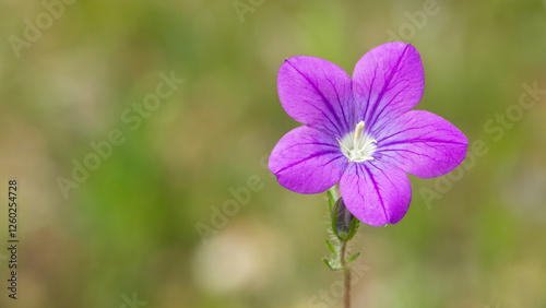 Photos of various flowers, plants and leaves for the background.