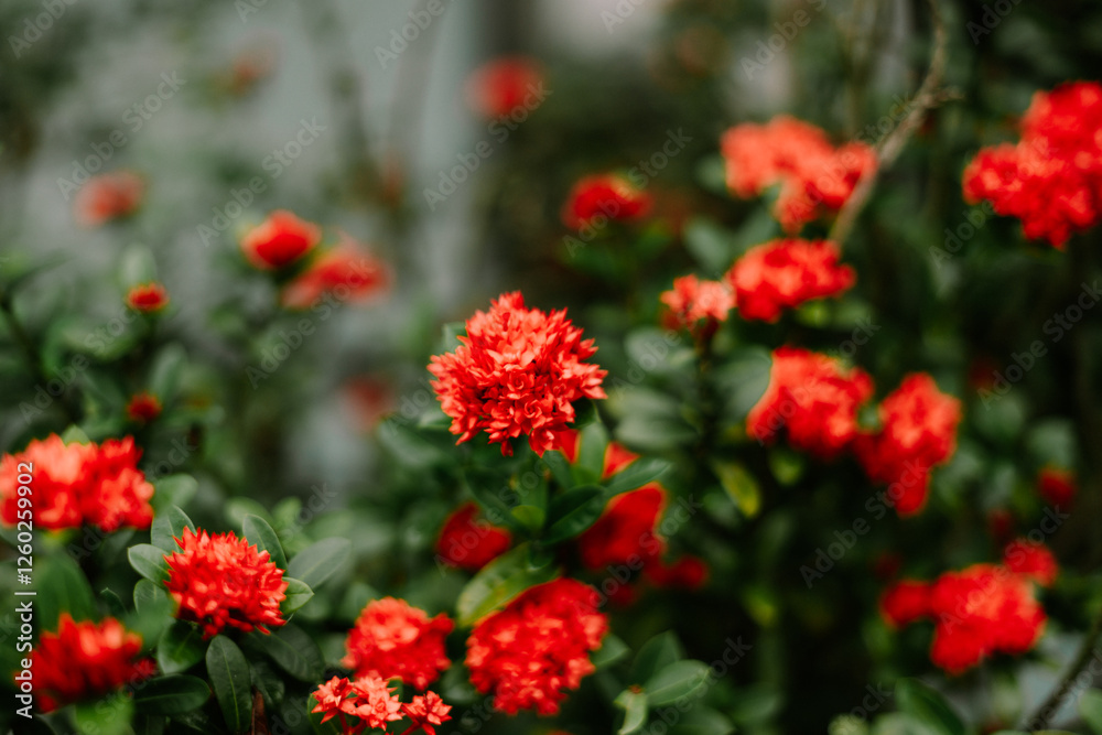Vibrant Ixora Blooms, A Lush Display of Scarlet Beauty and Verdant Greenery Vibrant Ixora Blooms, A Lush Display of Scarlet Beauty and Verdant Greenery