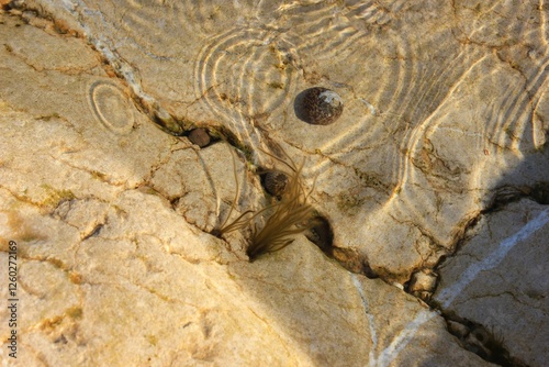 a small tuft of brown algae attached to a rock photo