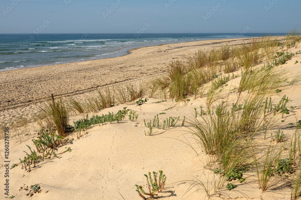 Cap Ferret beach, Arcachon, Gironde department, Nouvelle-Aquitaine, France, Europe Cap Ferret beach, Arcachon, Gironde department, Nouvelle-Aquitaine, France, Europe