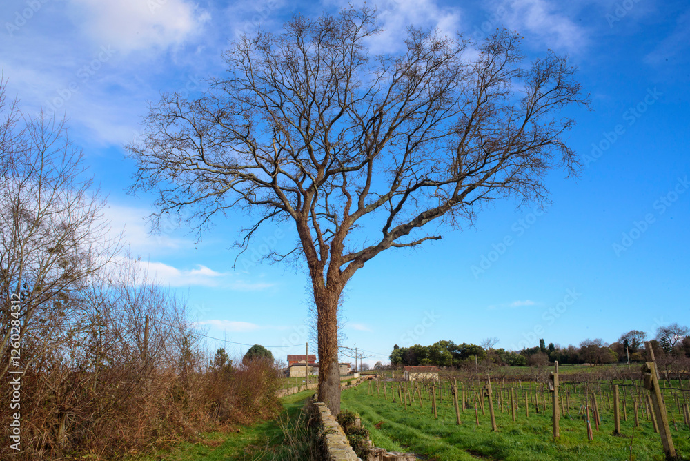 Roble gigante sin hojas en las ramas Roble gigante sin hojas en las ramas