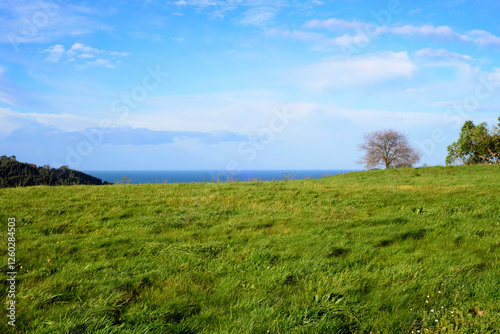 Horizonte marino tras pradera verde  photo