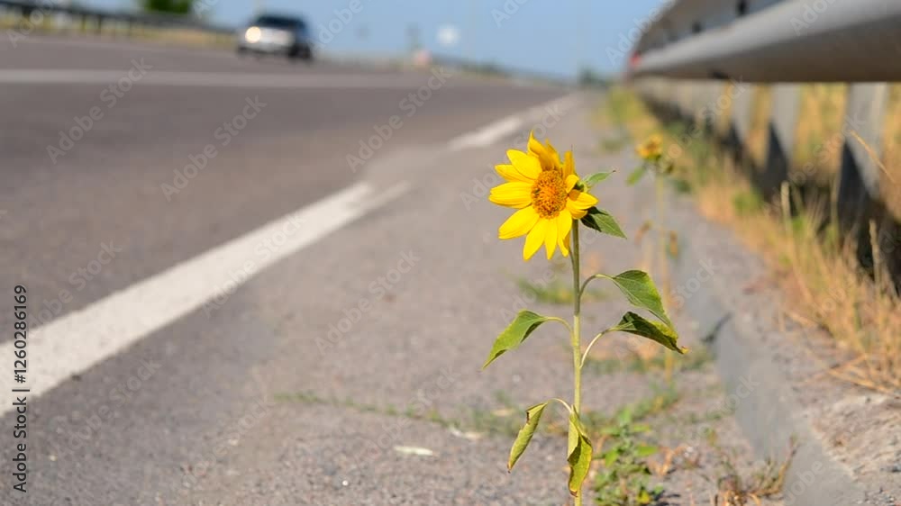 A blooming sunflower flower growing on the edge of a road with cars passing by on a sunny day. A small blooming yellow flower on the edge of a paved highway close up.