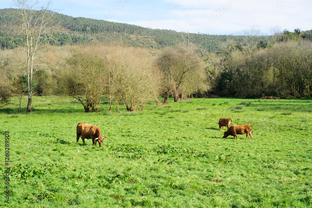 Vacas marrones pastando en pradera de hierba en Asturias