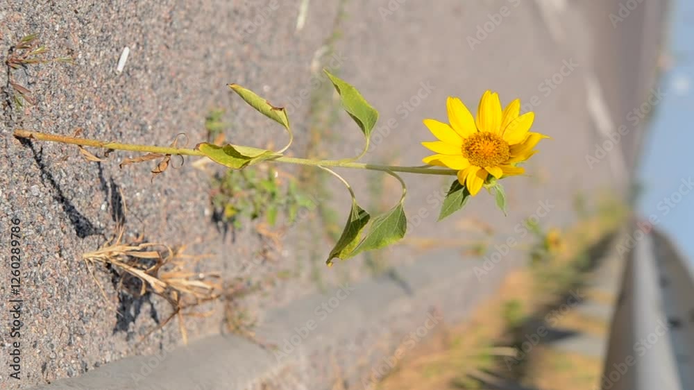 A blooming sunflower flower growing on the edge of a road with cars passing by on a sunny day. A small blooming yellow flower on the edge of a paved highway close up. Vertical