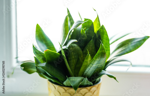 Sansevieria Hahnii Snake Plant indoors.Urban Jungle concept. Home plant. photo