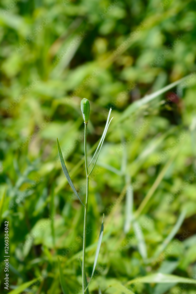 Alpine checkered lily seed pod