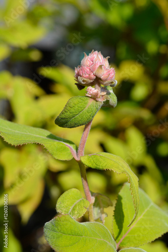 Large-leaved scabrous hydrangea flower buds