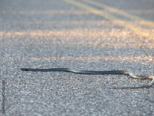 Black Racer Constrictor Snake Crossing the Road in Arizona photo