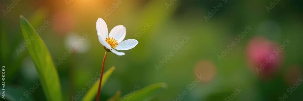 A single white flower blooms at the tip of a slender red stem, stem, garden A single white flower blooms at the tip of a slender red stem, stem, garden