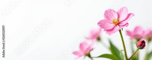 Wallpaper Mural Delicate pink flowers against a clean white background, plant, nature, white Torontodigital.ca