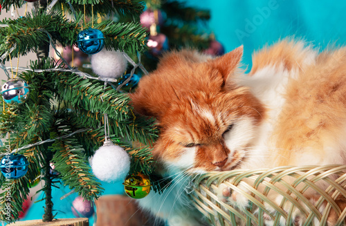 Obraz na płótnie Red and white cat lies in a basket near decorated Christmas tree w salonie