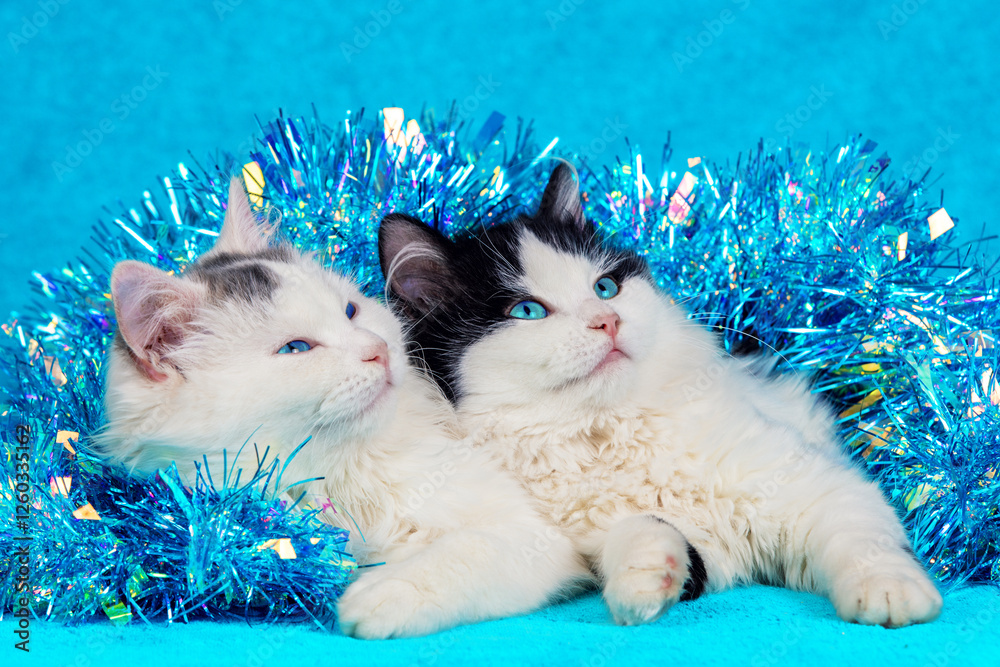 Two funny little kittens wrapped in Christmas glitter garland on a blue background. Christmas concept