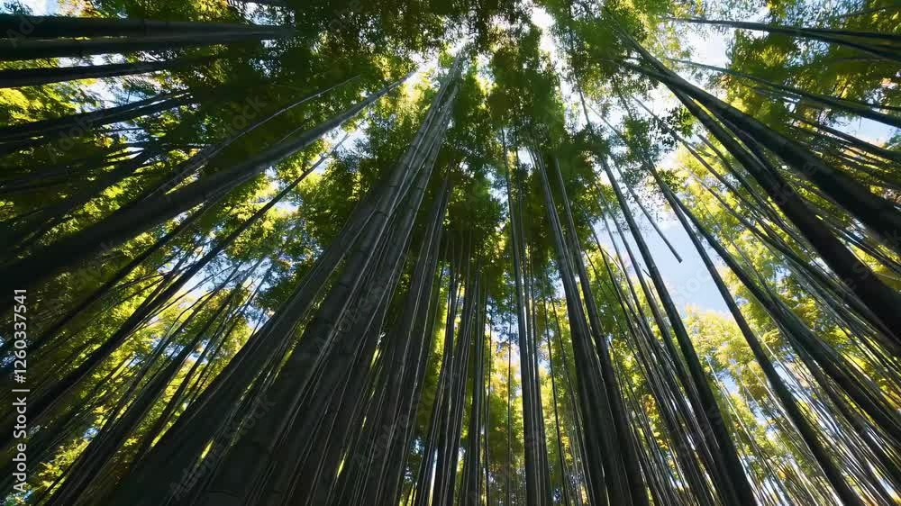 Video captures a serene upward view of a bamboo forest, showcasing tall, slender trees with sunlight filtering through, creating a tranquil atmosphere. Video captures a serene upward view of a bamboo forest, showcasing tall, slender trees with sunlight filtering through, creating a tranquil atmosphere.