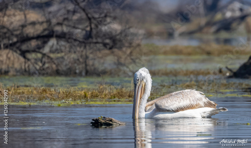 Dalmatian Pelican (Pelecanus crispus) floating in river during the winter migration in the forest.	
