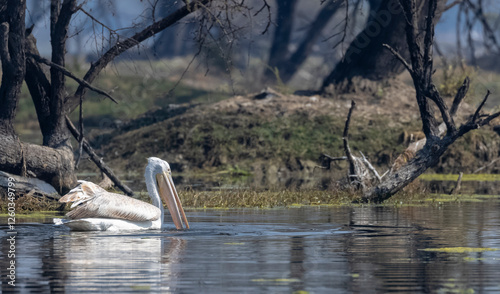 Dalmatian Pelican (Pelecanus crispus) floating in river during the winter migration in the forest.