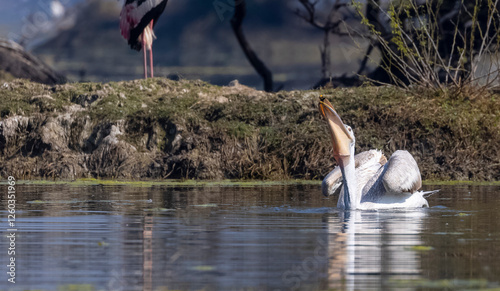 Dalmatian Pelican (Pelecanus crispus) floating in river during the winter migration in the forest.