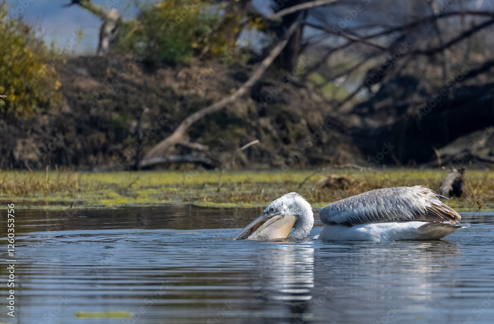 Obraz premium Dalmatian Pelican (Pelecanus crispus) floating in river during the winter migration in the forest. 