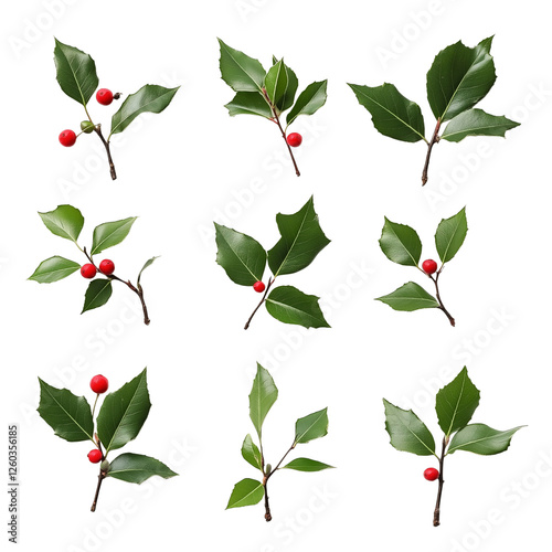 Nine holly sprigs with red berries isolated on transparent background