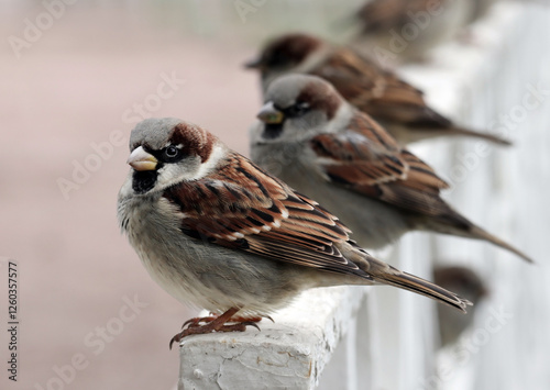 Male house sparrows sitting on the fence of the old park. Soft selective focus. Light blurred background.