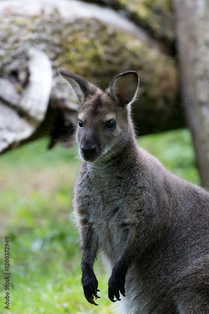 Wallaby in a clearing a portrait Wallaby in a clearing a portrait