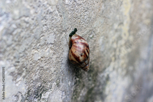 A small brown snail or Lissachatina fulica	
 photo