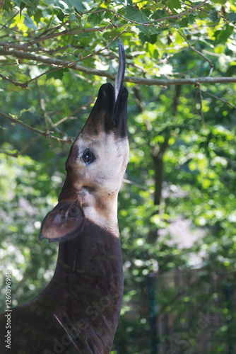 Plakat Okapi eats leaves from a tree