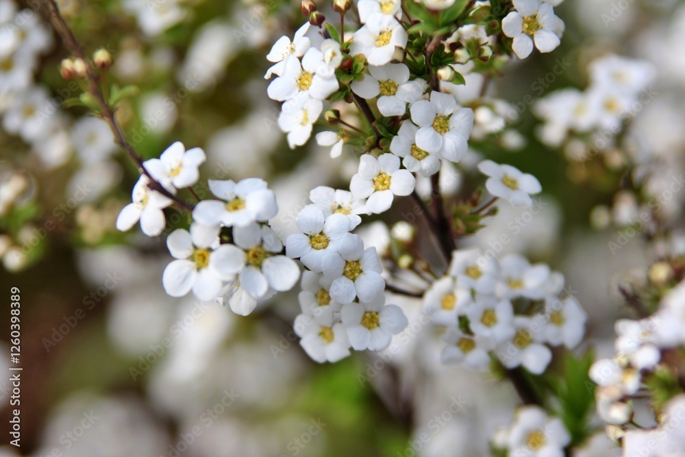 Obraz premium 가는잎조팝나무,식물