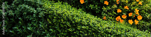 Wallpaper Mural Orange Flowers and Two Types of Green Shrubs Torontodigital.ca