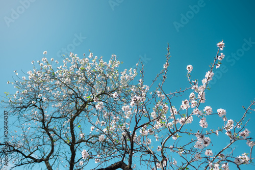 Almond Blossom in Santiago del Teide – Tenerife’s February Bloom photo