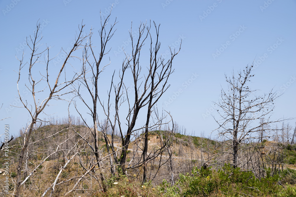 June 2024, mountainous scenery in North Evia with many burnt trees, three years after the disastrous wildfire of August 2021