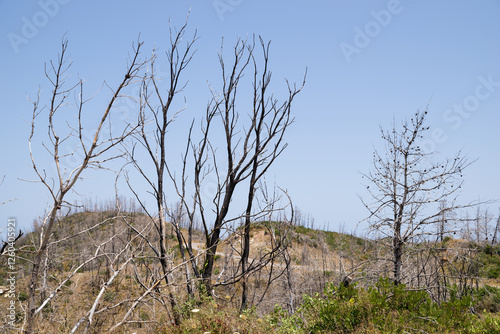 Obraz na płótnie June 2024, mountainous scenery in North Evia with many burnt trees, three years after the disastrous wildfire of August 2021 w salonie