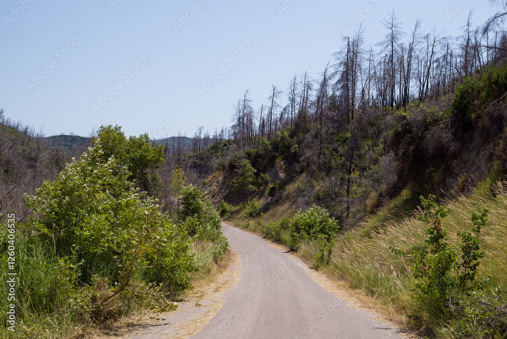 June 2024, mountainous scenery in North Evia with many burnt trees, three years after the disastrous wildfire of August 2021 June 2024, mountainous scenery in North Evia with many burnt trees, three years after the disastrous wildfire of August 2021