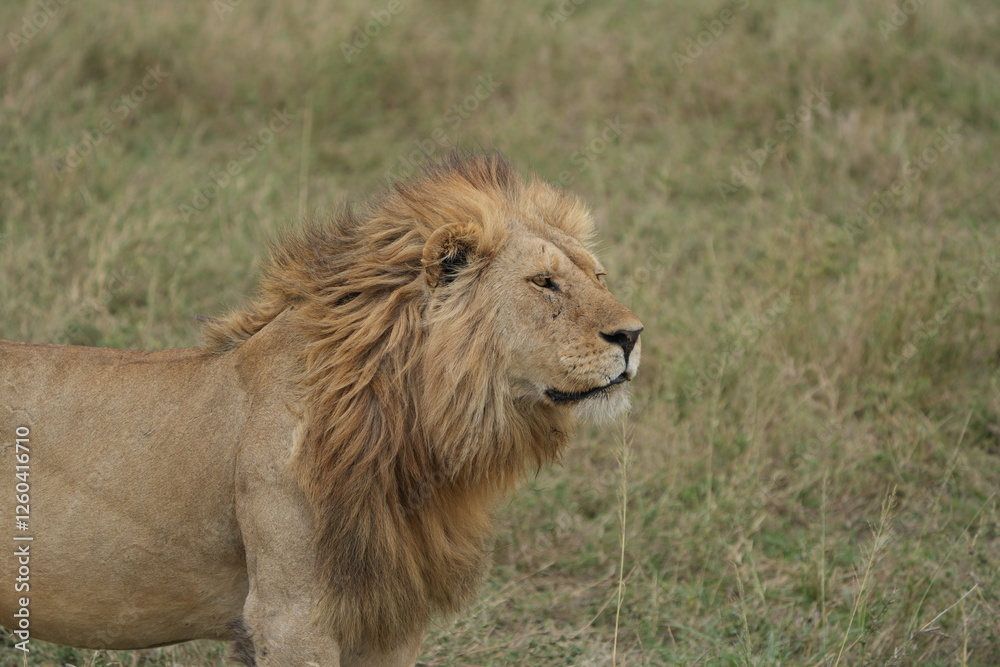 Obraz premium portrait of a male lion in the serengeti national park tanzanie, lion lookiing to the right