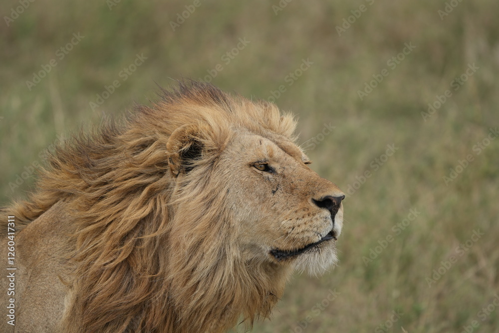 Fototapeta premium portrait of a male lion