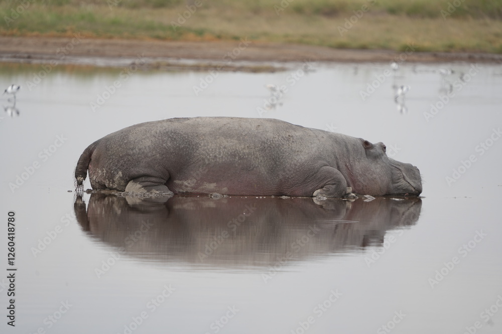 Fototapeta premium hippo (hippopotamus) laying on the water with a perfect mirror reflection in the serengeti national park in dry season tanzania safari