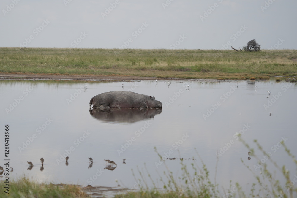 hippo (hippopotamus) laying on the water with a perfect mirror reflection in the serengeti national park in dry season tanzania safari hippo (hippopotamus) laying on the water with a perfect mirror reflection in the serengeti national park in dry season tanzania safari
