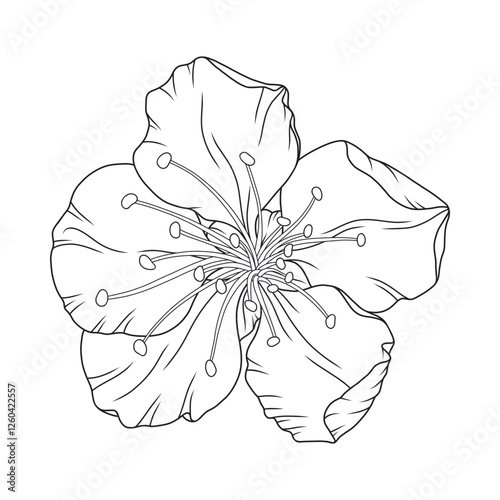 Beautiful apricot flower, graceful thin line. Japanese sakura blossom. Hand drawn cherry, plum or peach bloom sketch, outline. Vector illustration