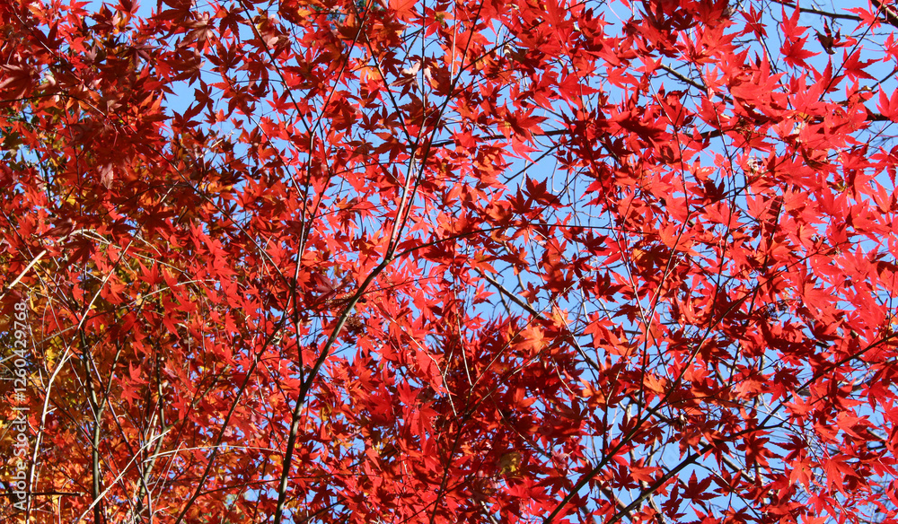 Beautiful red and orange leaves of Acer Palmatum, Japanese Maple tree in autumn. Tree branches with bright foliage in fall. Colorful foliage against the blue sky background.