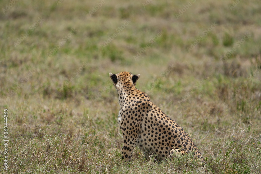 portrait of a female cheetah (cheeta, jachtluipaard), in the serengeti national park in tanzania portrait of a female cheetah (cheeta, jachtluipaard), in the serengeti national park in tanzania