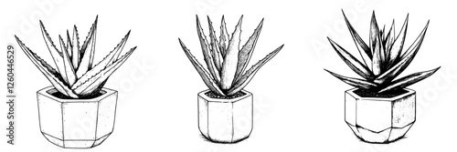 Various styles of succulent plants in decorative pots illustrating home decor options for indoor gardening enthusiasts