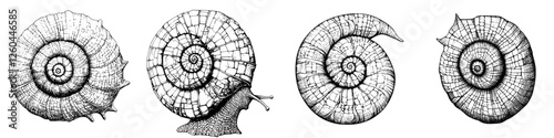 Detailed illustrations of various snail shells showcasing intricate patterns and textures from different angles