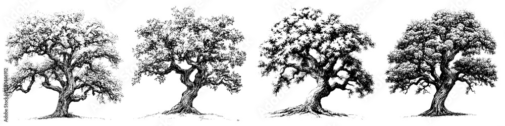 Various depictions of oak trees showcasing different styles and characteristics in a monochromatic illustration