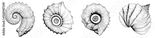 Detailed illustrations of various spiral seashells captured on a white background, showcasing their unique shapes and textures
